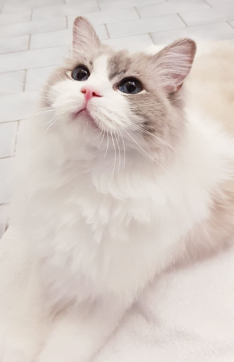 Rupert